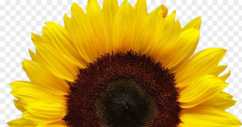 Triple H Sunflower Common Clip Art Image Seed PNG