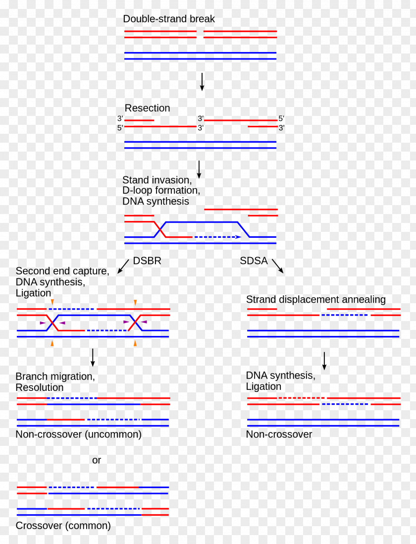 Circuit Board Factory Holliday Junction Chromosomal Crossover Synthesis-dependent Strand Annealing Homologous Recombination Organization PNG