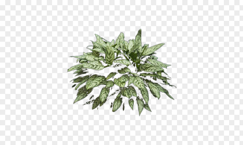 Fern Floral Leaf Plant PNG