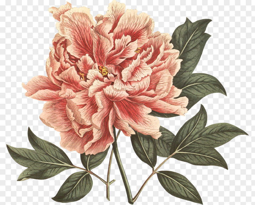 Peony Moutan Botanical Illustration The Botany Of Empire In Long Eighteenth Century: Highlights From Dumbarton Oaks Rare Book Collection PNG