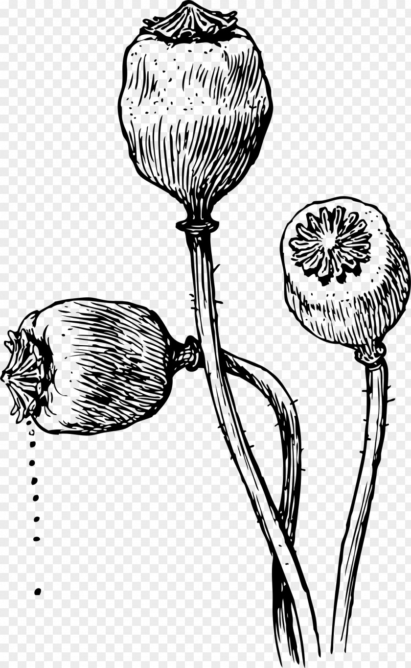 Poppy Opium Drawing Seed PNG