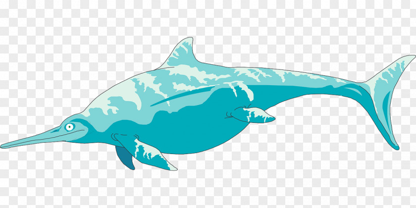Shark Rough-toothed Dolphin Clip Art Vector Graphics Ichthyosaur Image PNG