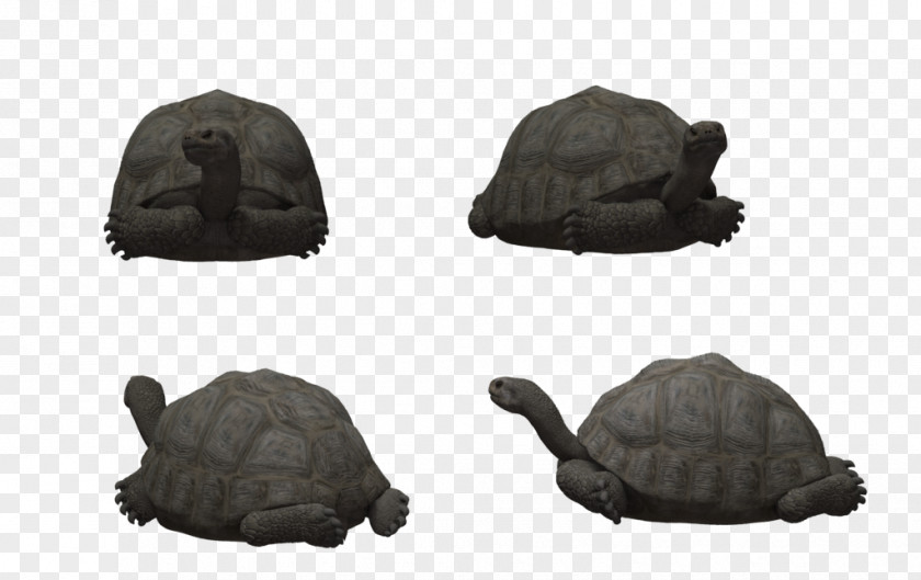 Tortoide Reptile Tortoise Rendering Turtle Poser PNG
