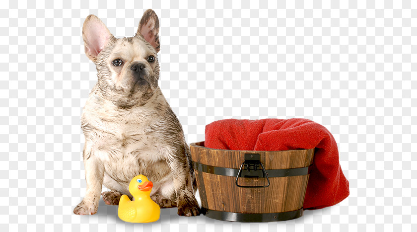 We Are Waiting For You Dog Breed French Bulldog Dachshund Puppy PNG