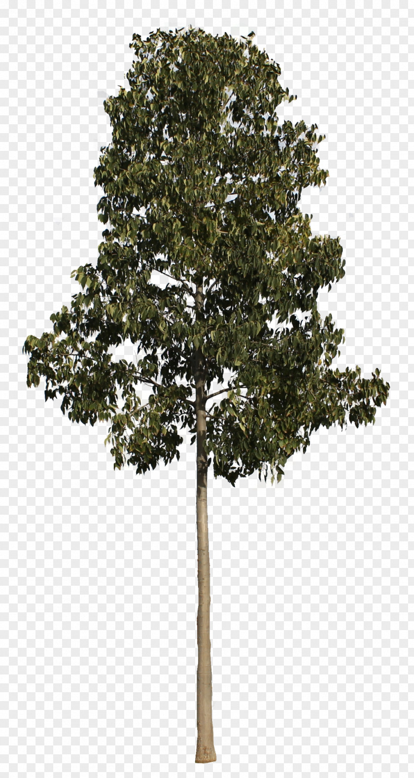 Arbol Populus Nigra Tree Plant PNG