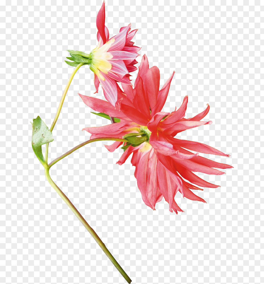 Flower Cut Flowers Dahlia Plant Stem Petal PNG