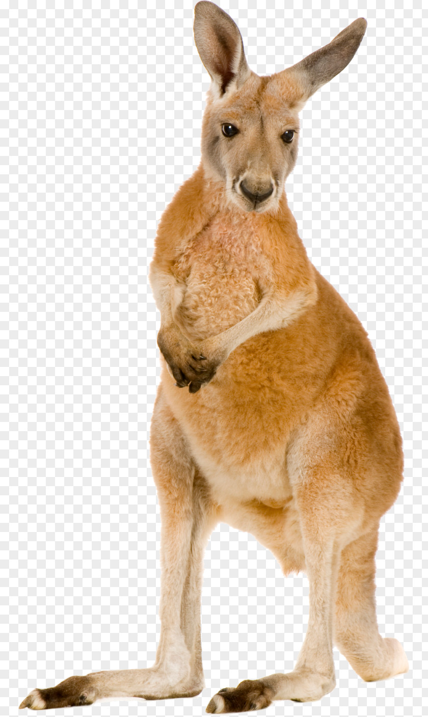 Kangaroo Red Eastern Grey Macropodidae Stock Photography PNG