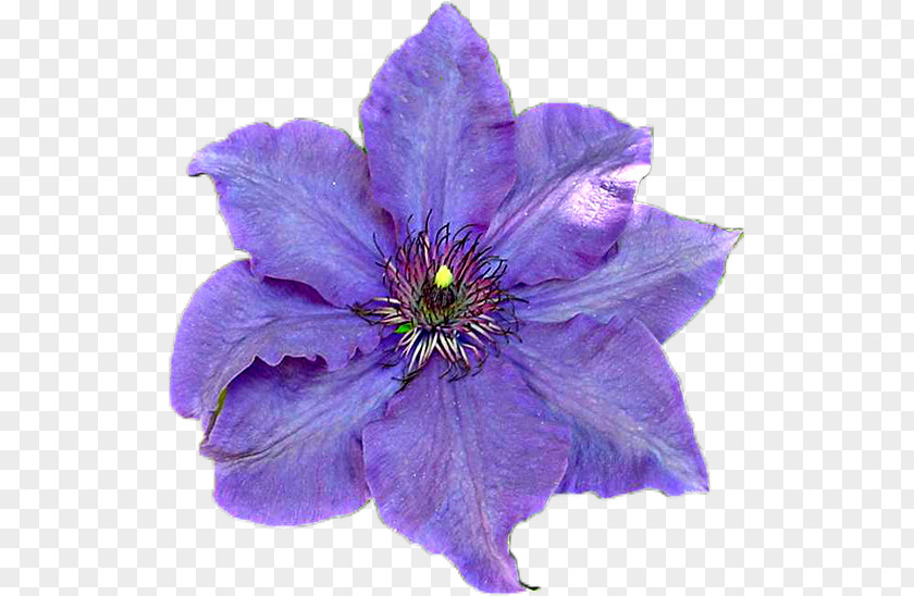 Violet Leather Flower Annual Plant Family PNG