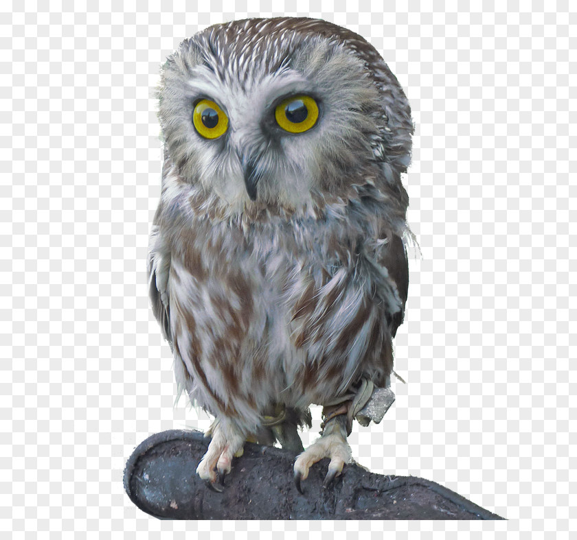 Summer Background Free Download Northern Saw-whet Owl Bird Of Prey Great Grey PNG