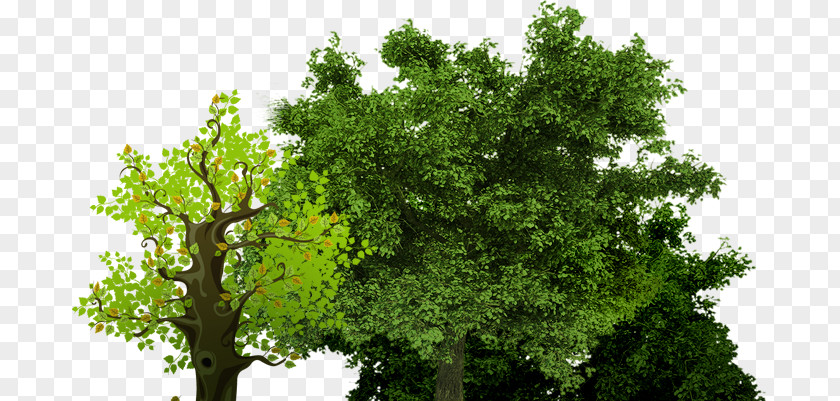 Tree Stock Photography English Oak Crown PNG