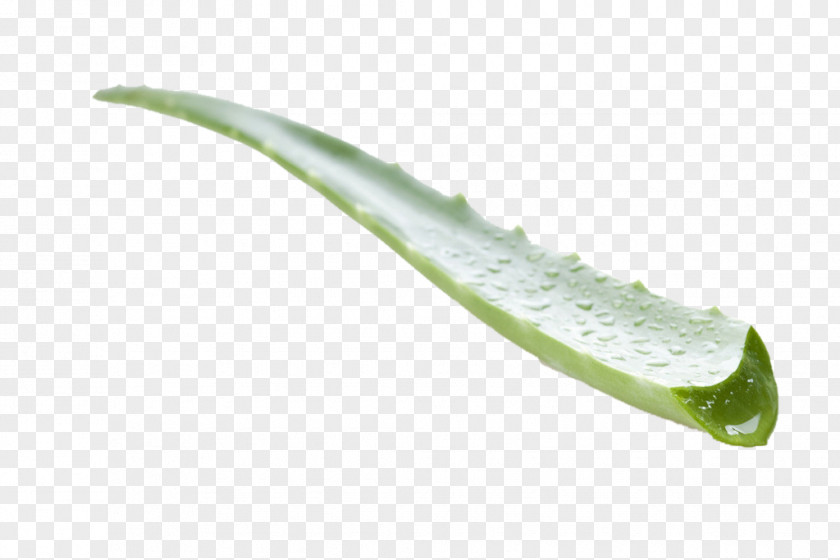 An Aloe Vera Plant Leaf PNG