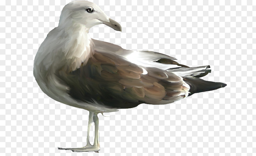 Anna Sui European Herring Gull Clip Art PNG