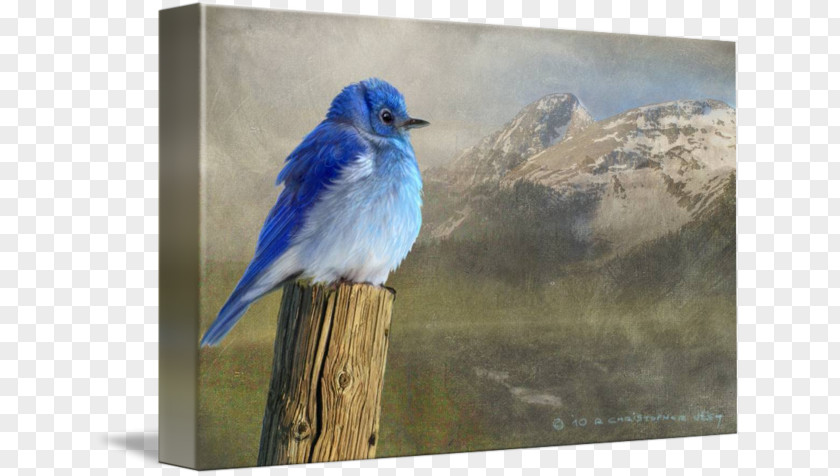 Bird Mountain Bluebird Art Canvas Print PNG