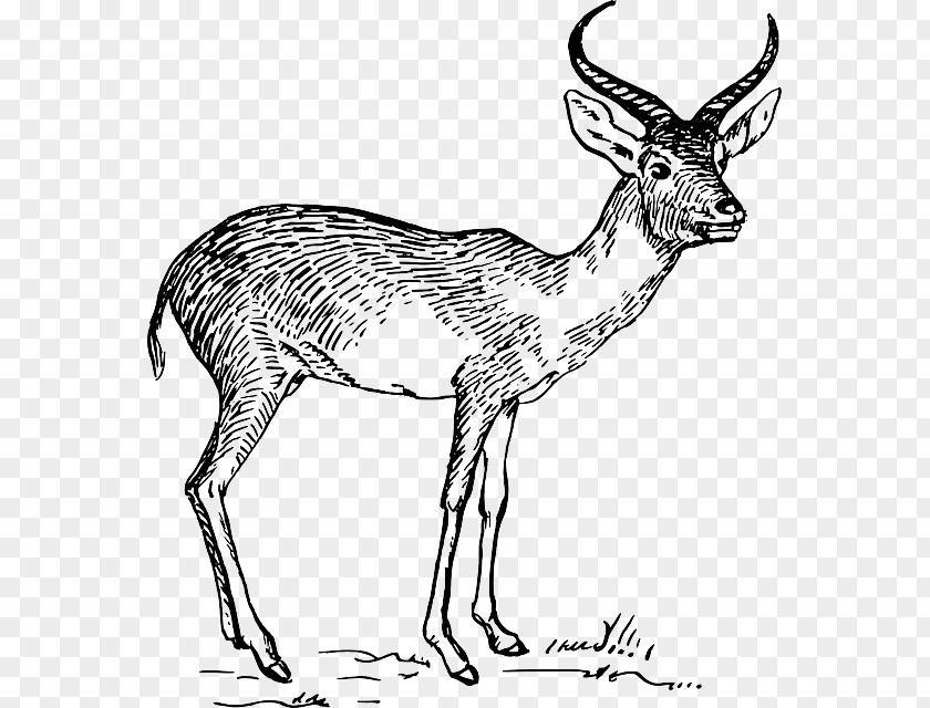Cartoon Antlers Pronghorn Antelope Impala Common Eland Clip Art PNG
