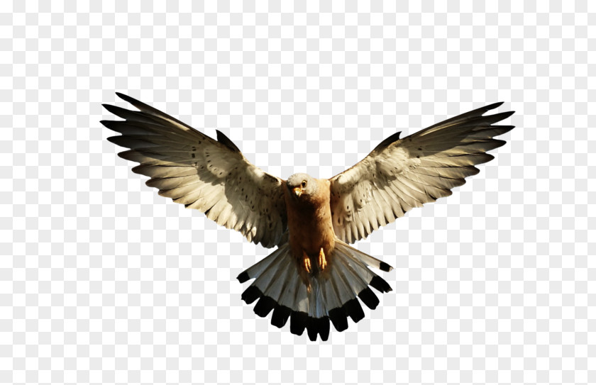 Eagle Image, Free Download Bird Bald PNG