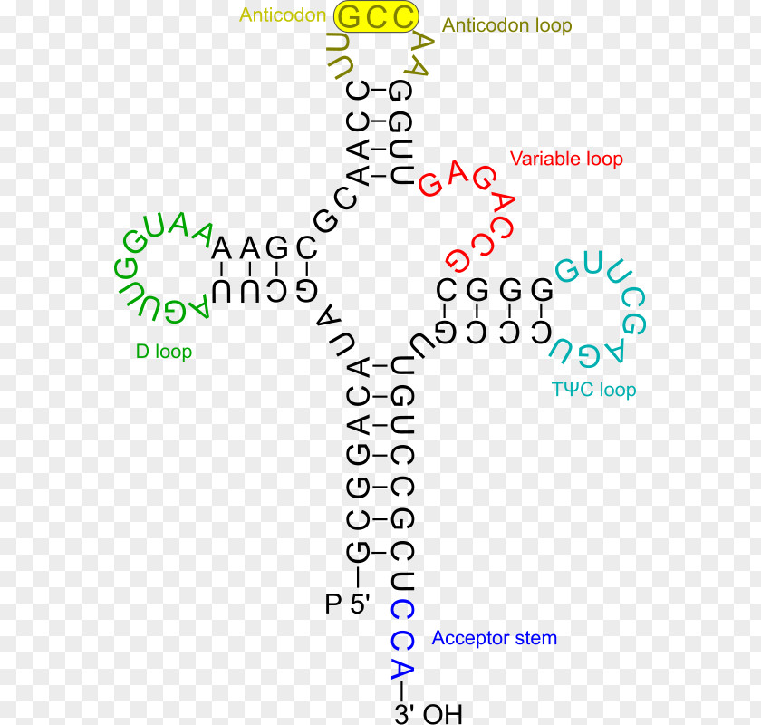 Electronic Funds Transfer RNA Amino Acid DNA Virus PNG