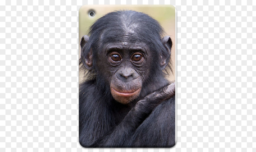 Gorilla Common Chimpanzee Apenheul Primate Park Monkey PNG