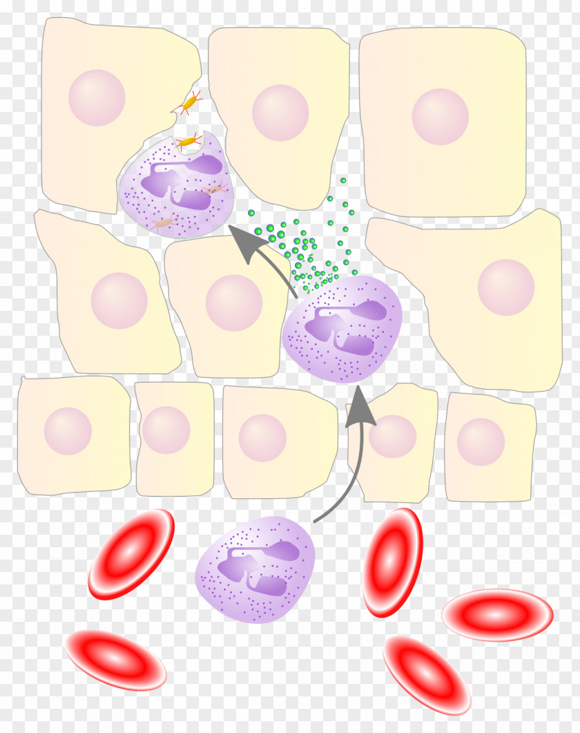 Neutrophil Chemotaxis Leukocyte Extravasation Interleukin 8 White Blood Cell PNG