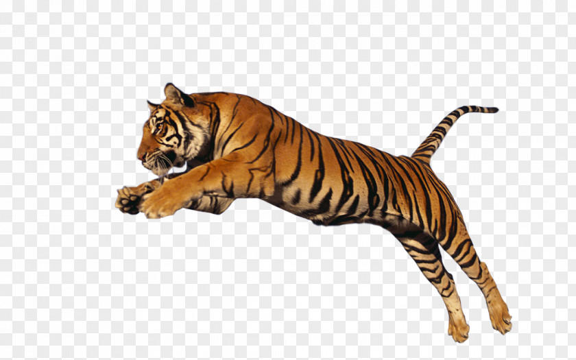 Tiger Hd Clip Art PNG