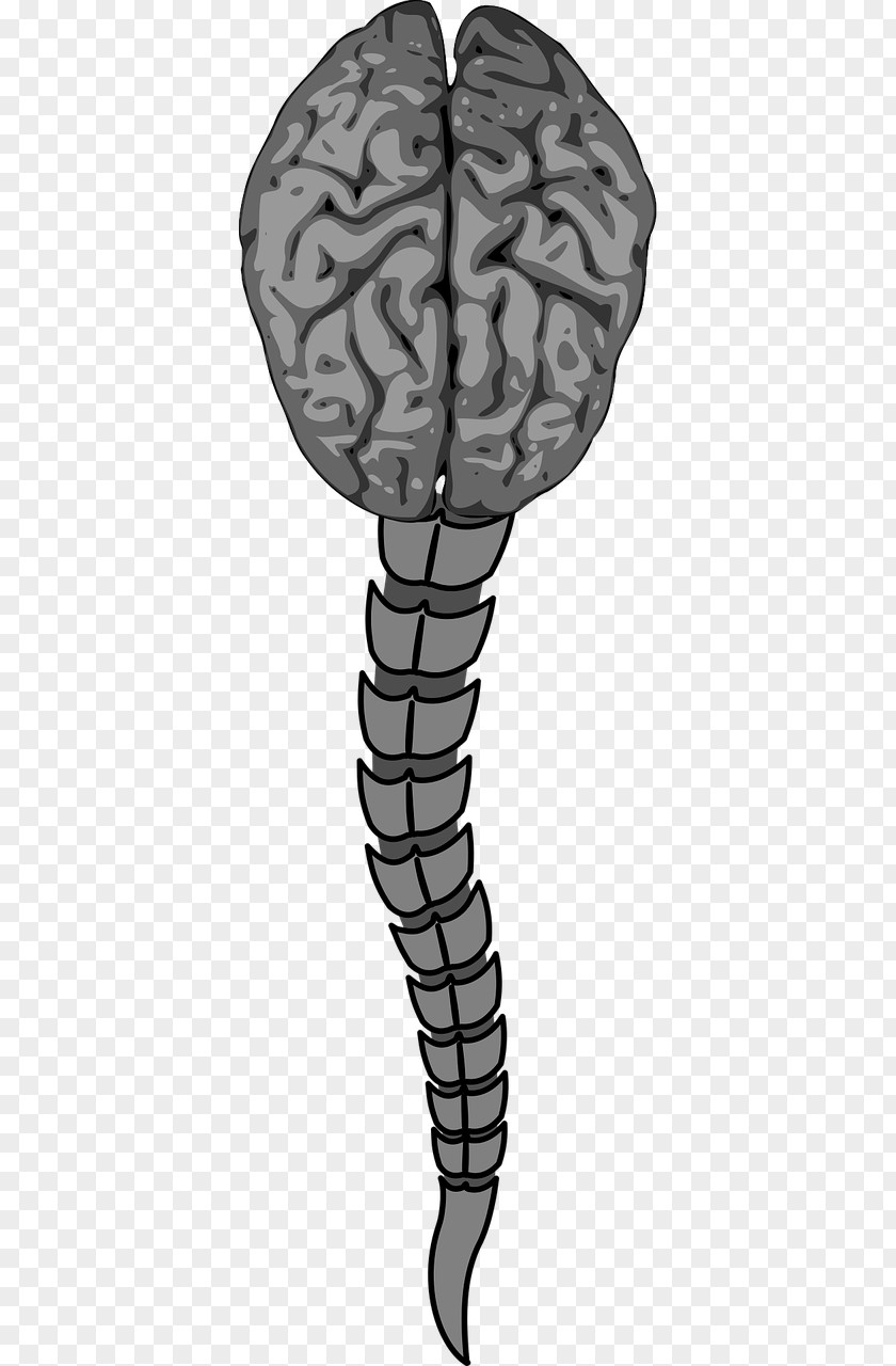 Brain Vertebral Column Human Spinal Cord Anterior Artery PNG