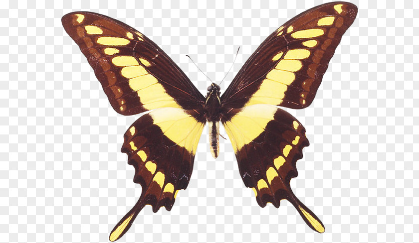 Butterfly King Swallowtail Insect Giant Green PNG