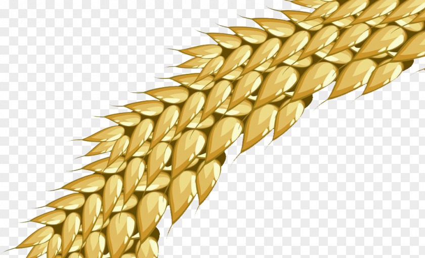 Golden Ear Wheat CorelDRAW PNG