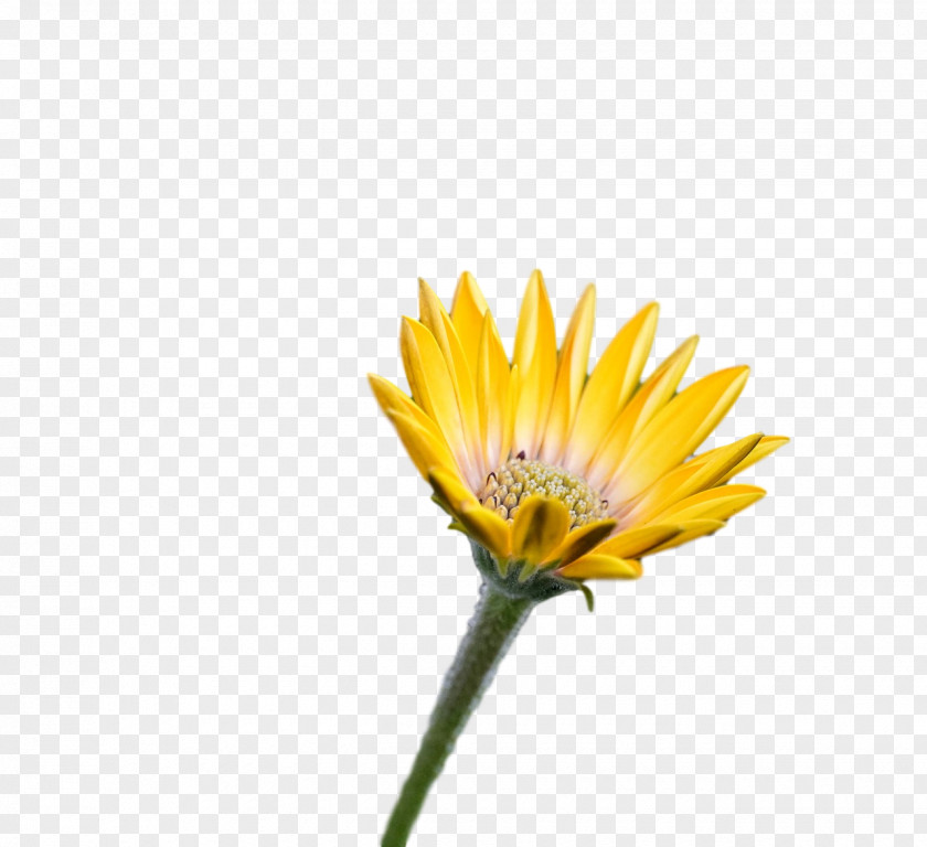 Plant Stem Dandelion Transvaal Daisy Annual Sunflowers PNG