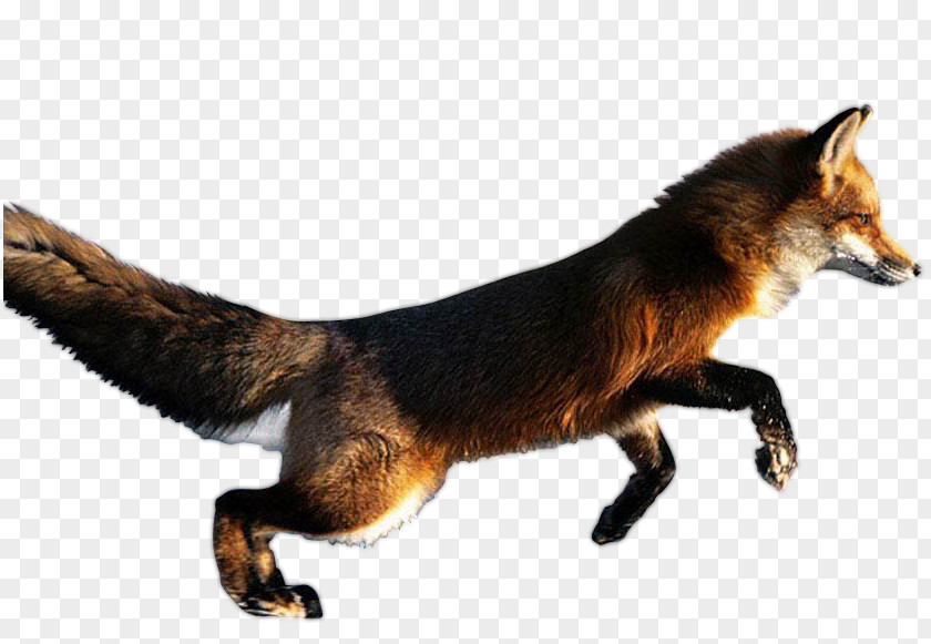 ANIMAl Red Fox Arctic Blanford's Desktop Wallpaper PNG