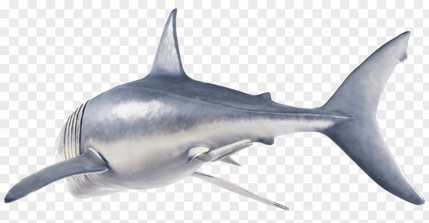 Great White Shark Torso Tiger Fin Soup Hungry Evolution PNG