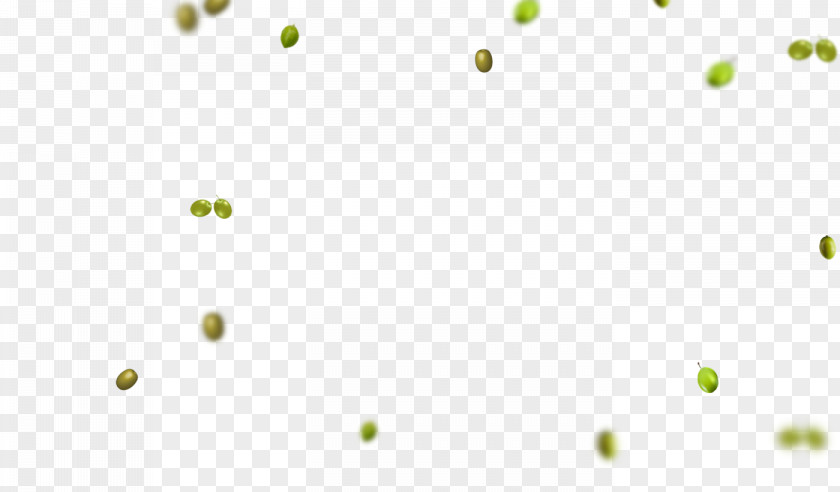Olive Oil Leaf Plant Stem Computer Desktop Wallpaper PNG