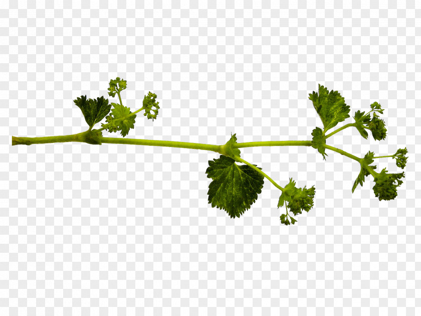 Parsley Painting Flower PNG