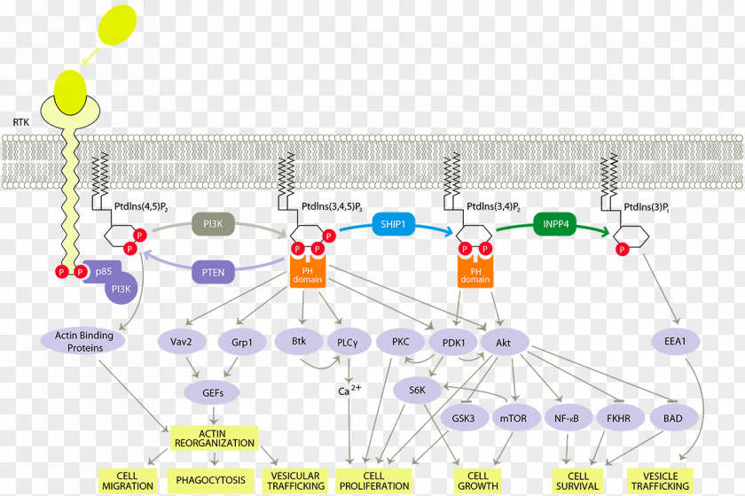 Pathway PI3K/AKT/mTOR Phosphoinositide 3-kinase Cell Signaling Signal Transduction Protein Kinase B PNG
