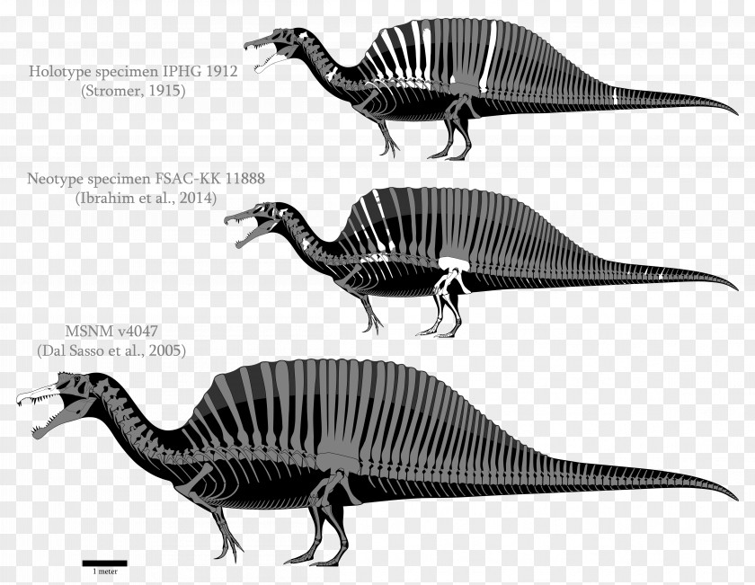 Skeleton Spinosaurus Yangchuanosaurus Tyrannosaurus Velociraptor Giganotosaurus PNG