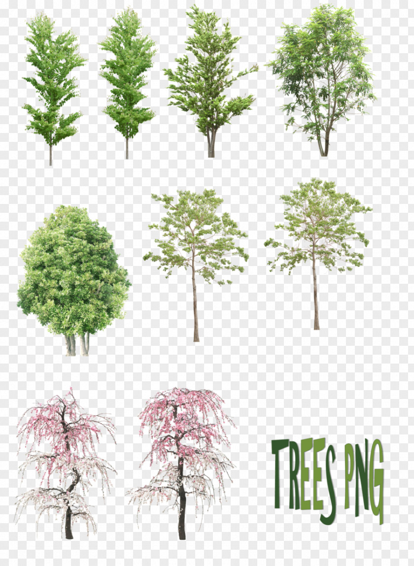 Watercolor Leaves Tree DeviantArt PNG