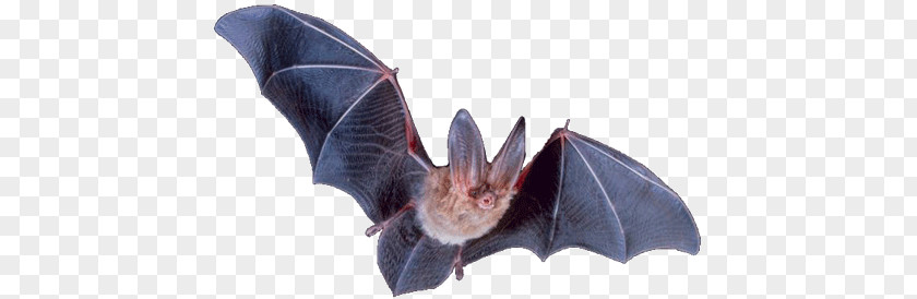 Bat PNG Bat, black bat clipart PNG
