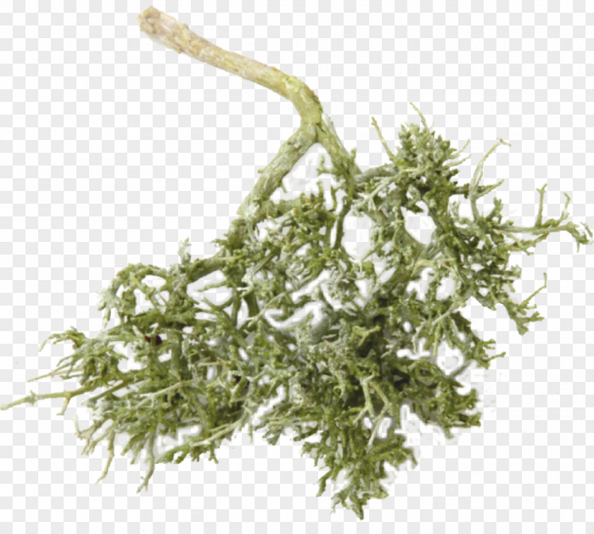 Dry Tree Herb PNG