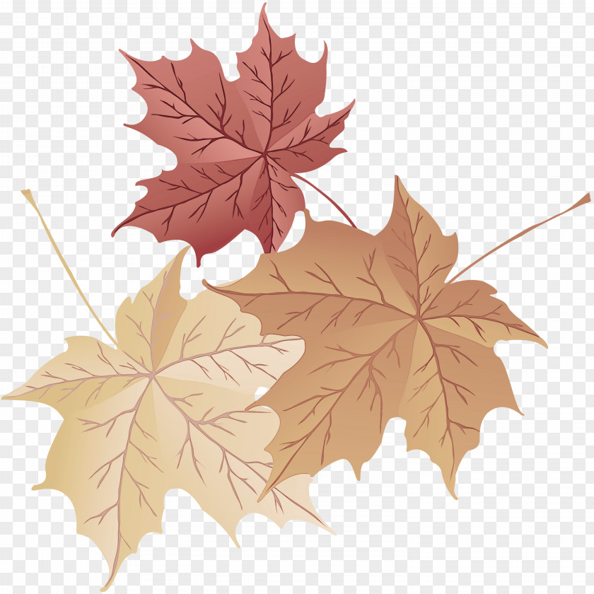 Maple New Mexico Leaf PNG
