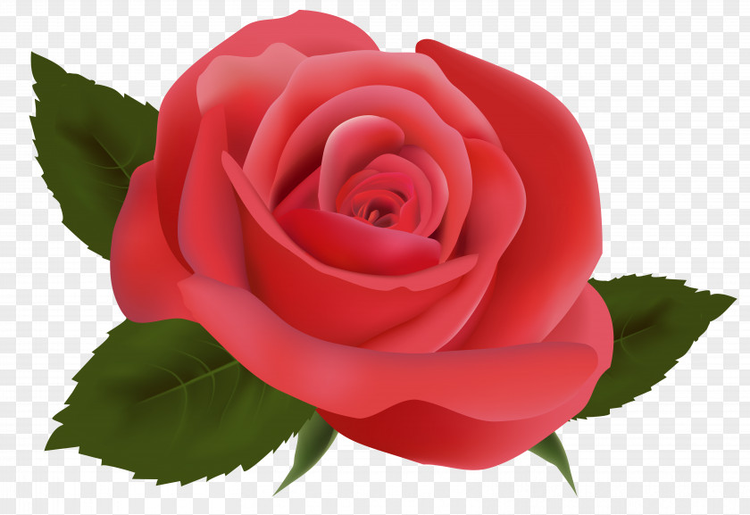 Red Rose Image Clipart Floral Design Flower PNG