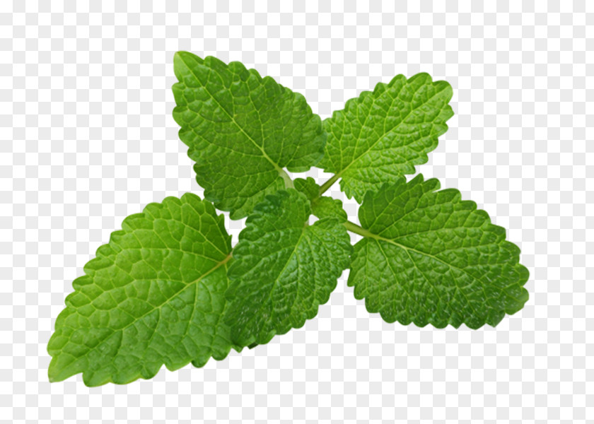 Tea Lemon Balm Plant Herb PNG