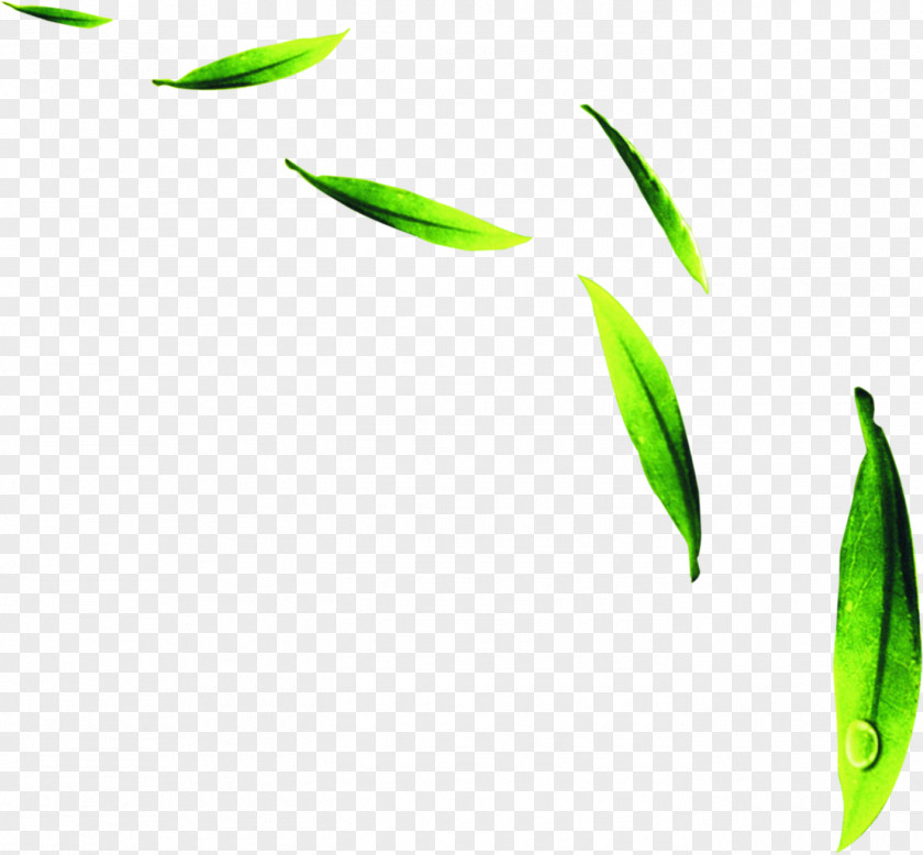 Dew Fresh Green Tea Free Downloads Download PNG