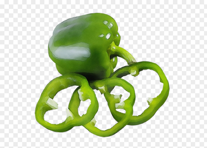 Plant Capsicum Bell Pepper Green Peppers And Chili Pimiento PNG