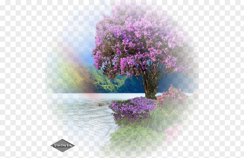 Purple Color Desktop Wallpaper PNG