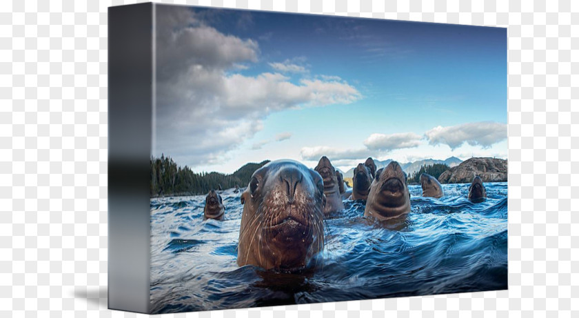 Sea Lions Lion Picture Frames Gallery Wrap Marine Mammal PNG