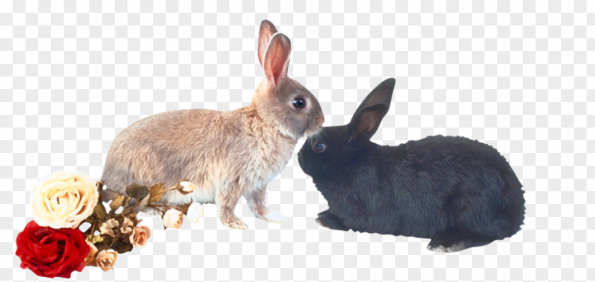 Snuggle Two Rabbits Domestic Rabbit European Hare PNG
