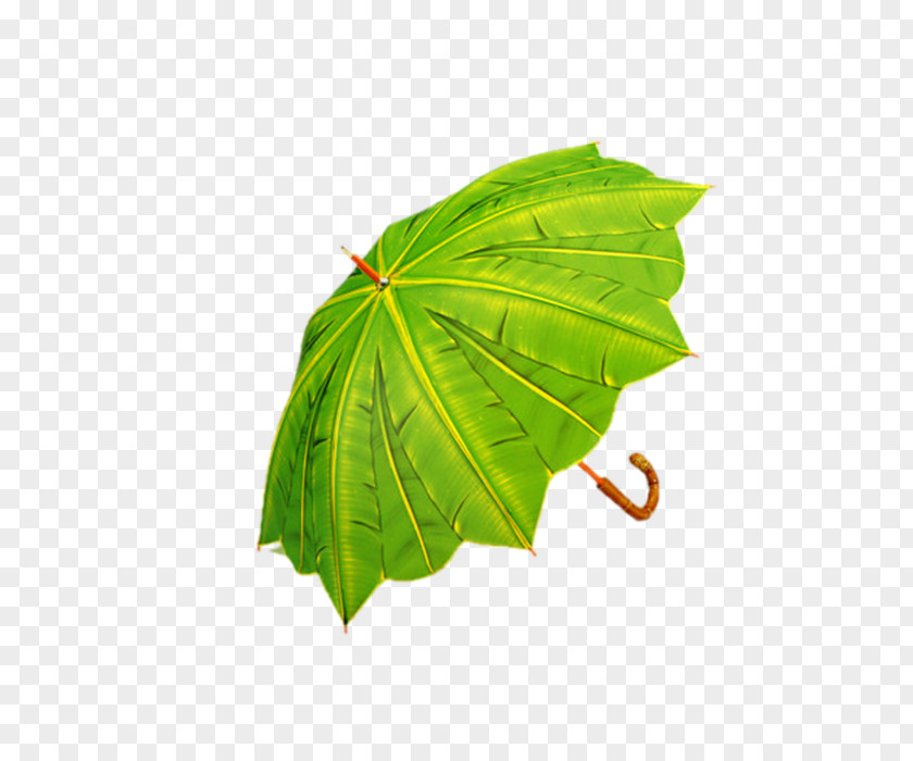 Umbrella Banana Leaf Rain Green PNG
