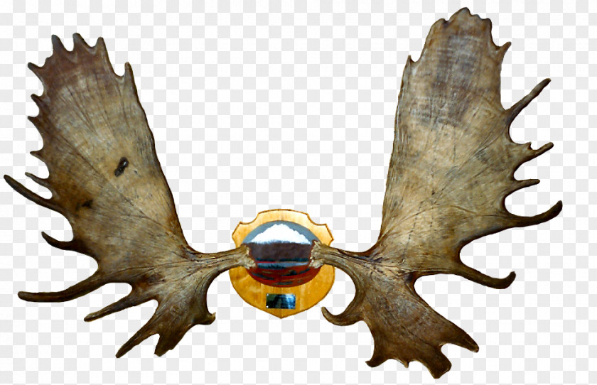 Antler PNG