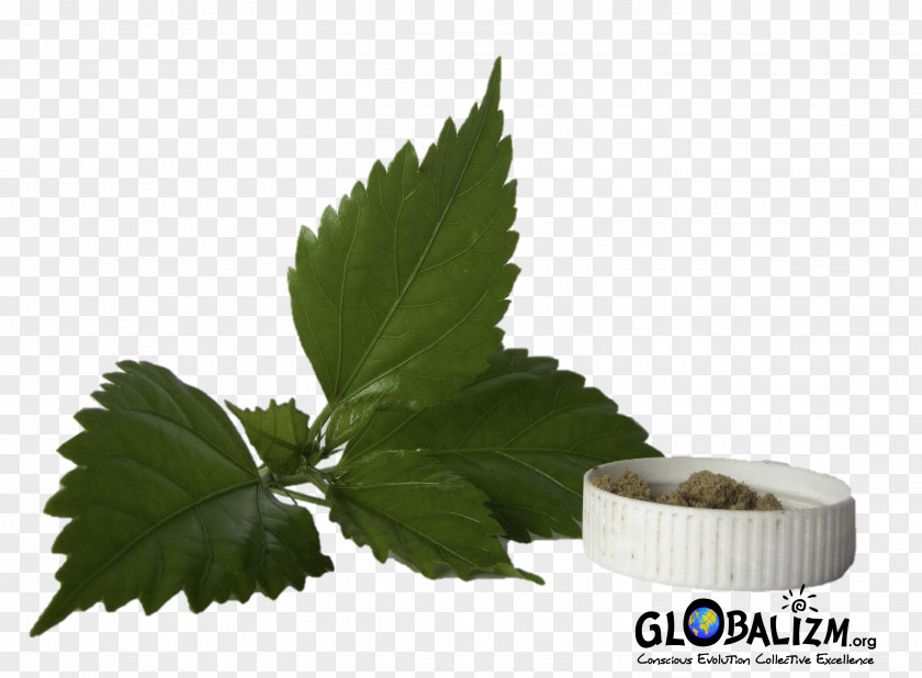 Basil Leaf Vegetable Shoeblackplant Plant Stem PNG