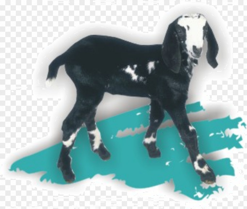 Goat Soap Mustang Stallion Canada PNG