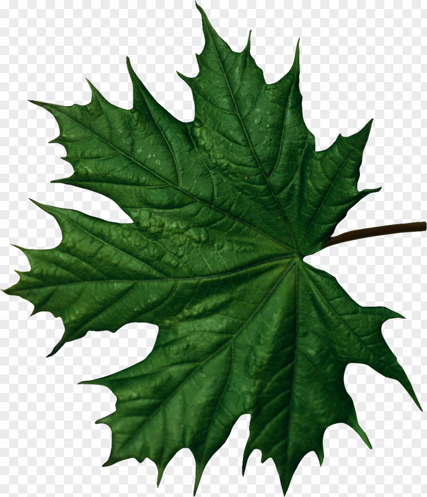 Leaves Maple Leaf Function PNG