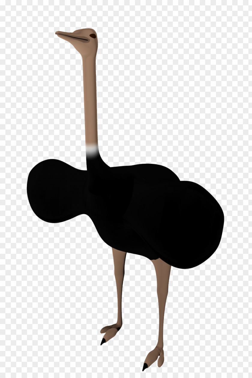 Ostrich Common Clip Art PNG